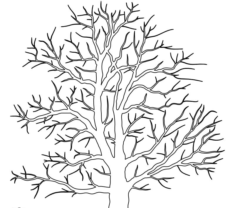 Drzewo bez liści kolorowanki