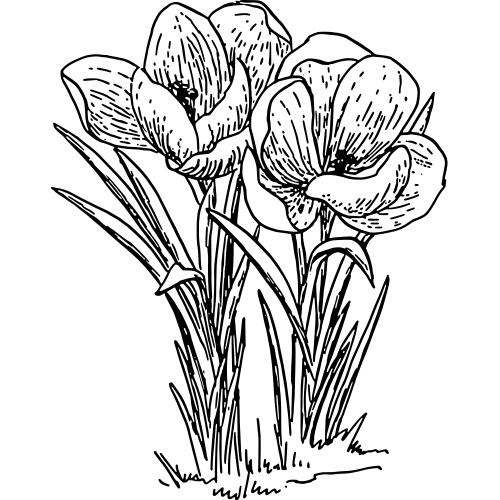 Krokus kolorowanki