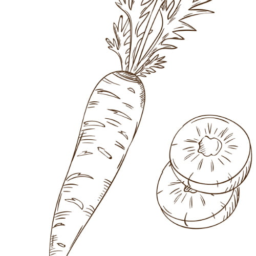 Marchewka kolorowanki