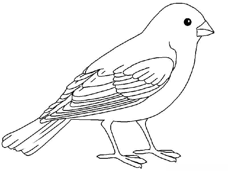 Skowronek kolorowanki