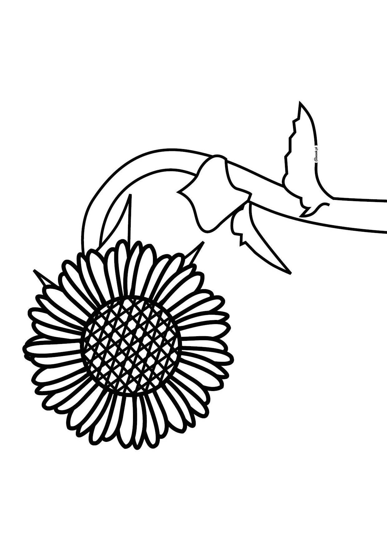 Słonecznik kolorowanki