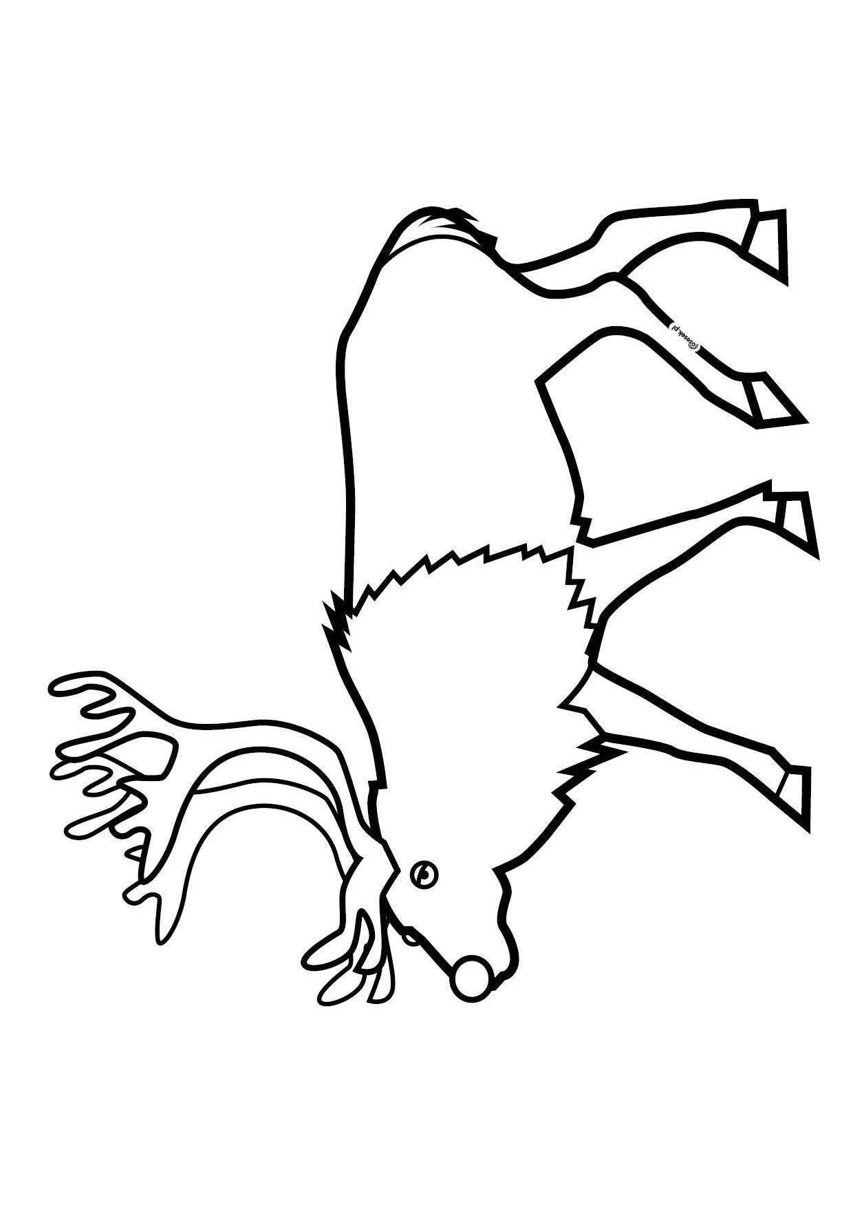 Renifer kolorowanki